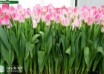 Tulipa First Class (1)